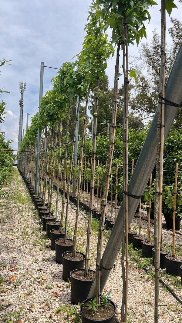 LIQUIDAMBAR STYRACIFLUA SLENDER SILHOUETTE