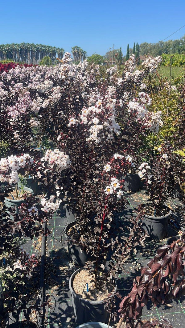 LAGERSTROEMIA INDICA B.D. PURE WHITE