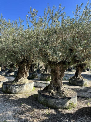 OLEA EUROPEA