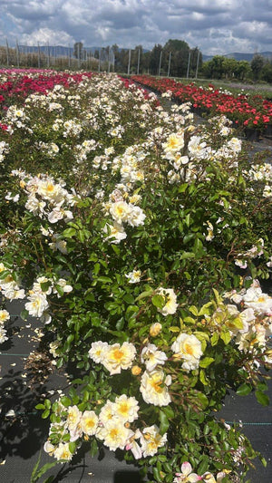 ROSA IVORY DRIFT