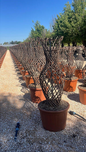 LAGERSTROEMIA INDICA BLACK