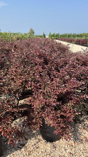 LOROPETALUM CHINENSIS FEDE