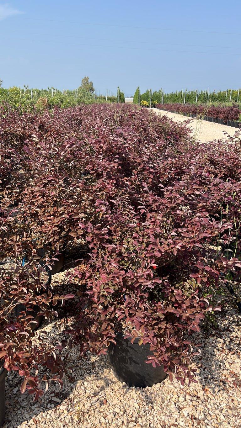 LOROPETALUM CHINENSIS FEDE