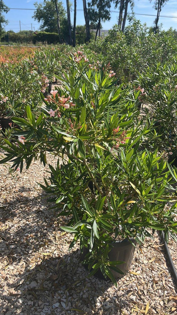 NERIUM OLEANDER PETIT SALMONE