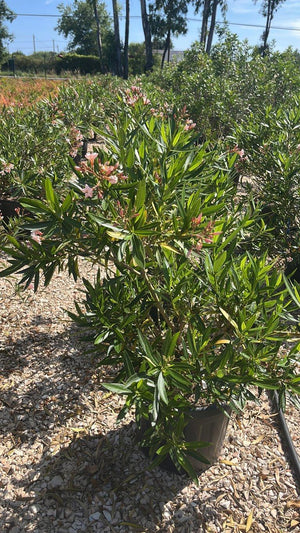 NERIUM OLEANDER PETIT SALMONE