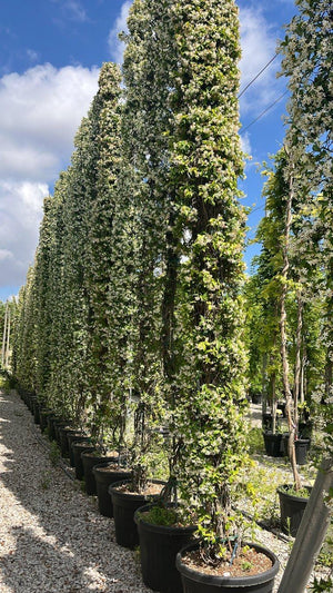 TRACHELOSPERMUM JASMINOIDES