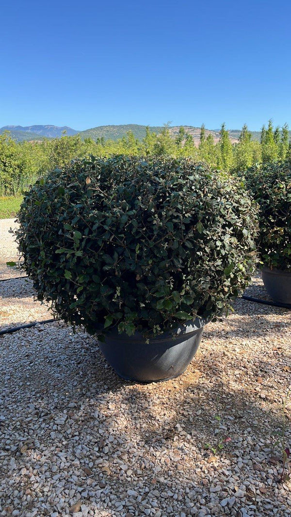 QUERCUS S. ILEX