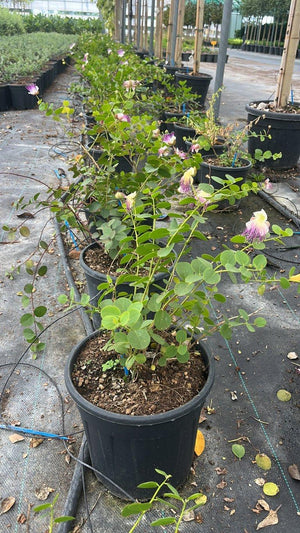 CAPPARIS SPINOSA