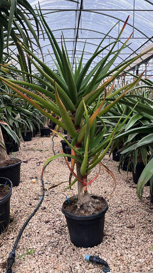 ALOIDENDRON BARBERAE