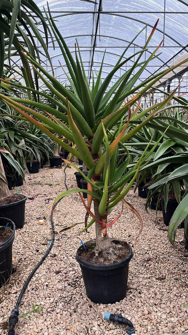 ALOIDENDRON BARBERAE