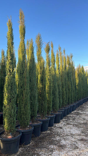 CUPRESSUS SEMPERVIRENS PYRAMIDALIS