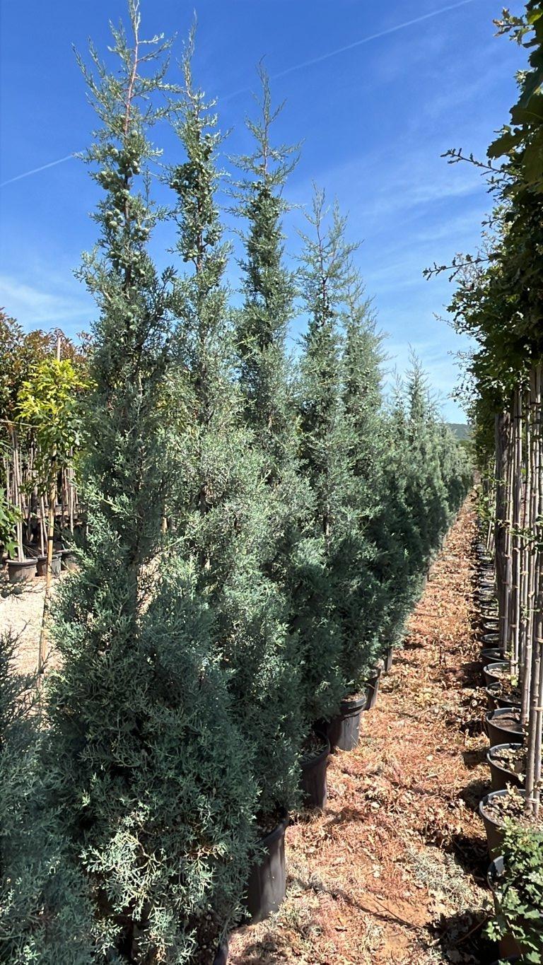 CUPRESSUS ARIZONICA GLAUCA