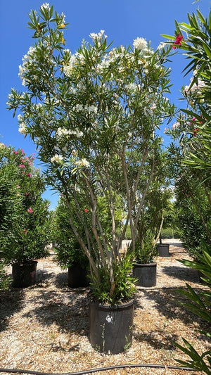 NERIUM OLEANDER