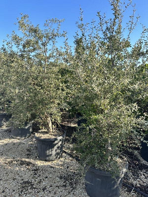 QUERCUS S. SUBER