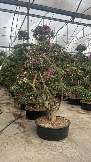 BOUGAINVILLEA SANDERIANA