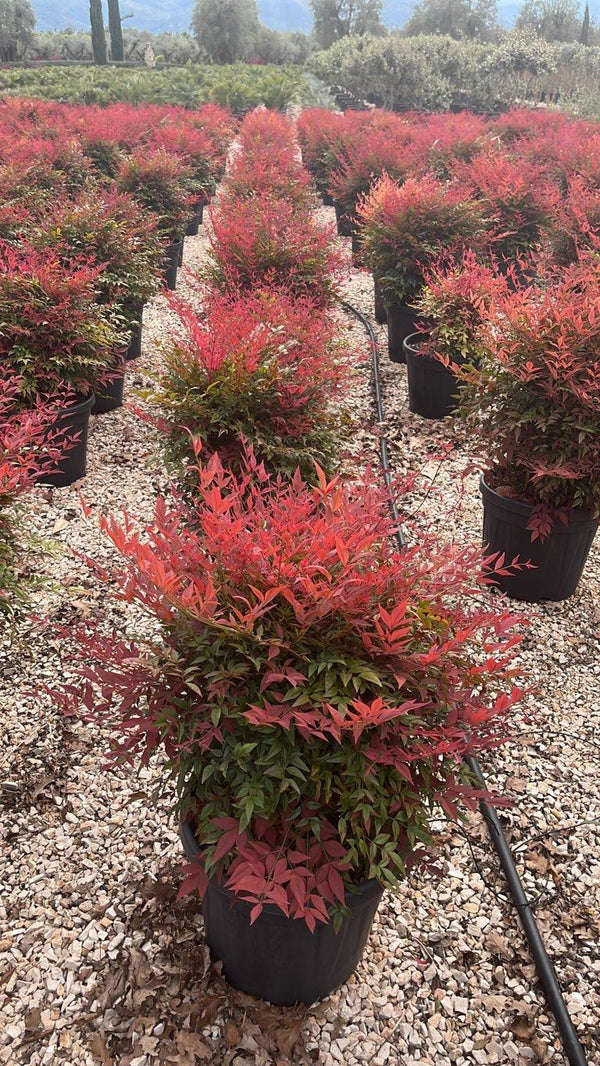 NANDINA DOMESTICA OBSESSED SEIKA