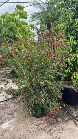 CALLISTEMON VIMINALIS HOLY SPIRIT