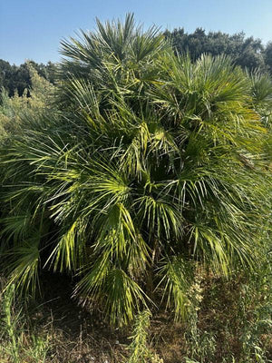 CHAMAEROPS HUMILIS