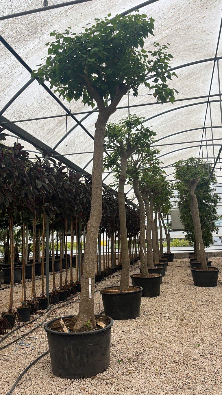 ERYTHRINA FALCATA
