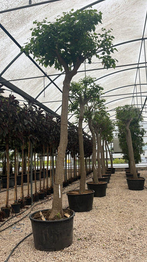 ERYTHRINA FALCATA