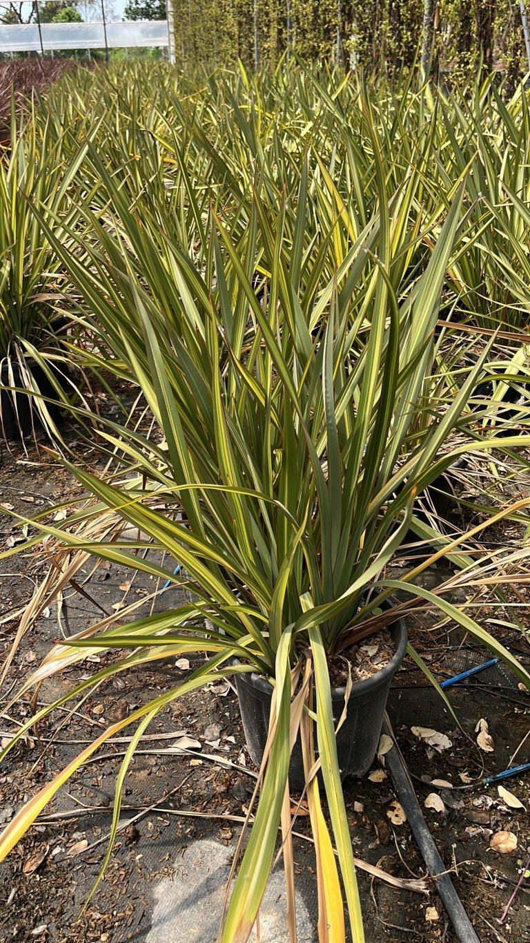 PHORMIUM TENAX JESTER