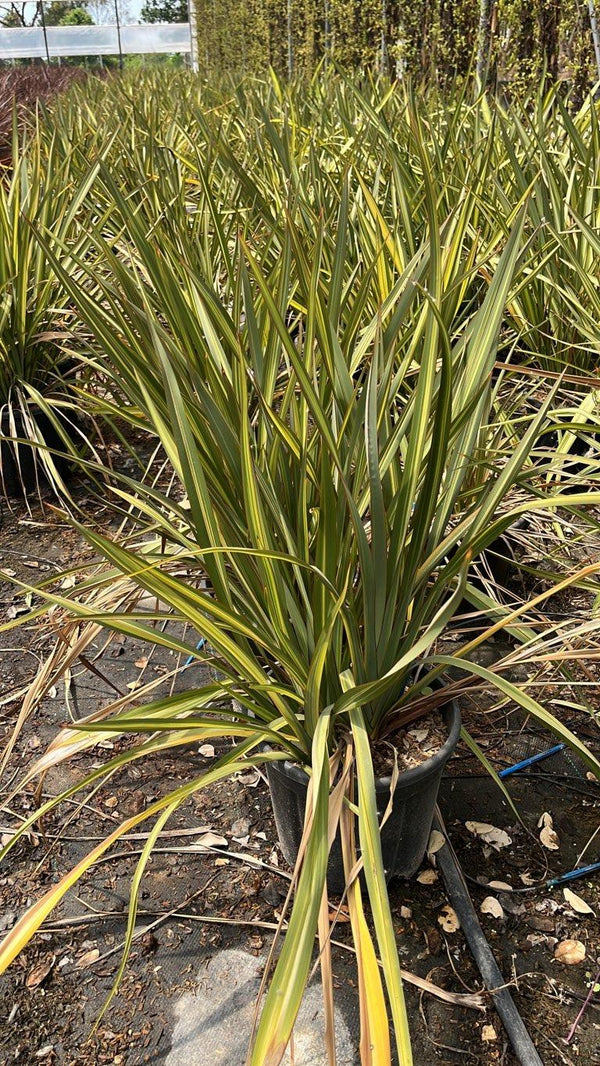 PHORMIUM TENAX JESTER