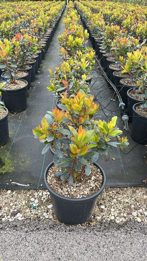ARBUTUS UNEDO