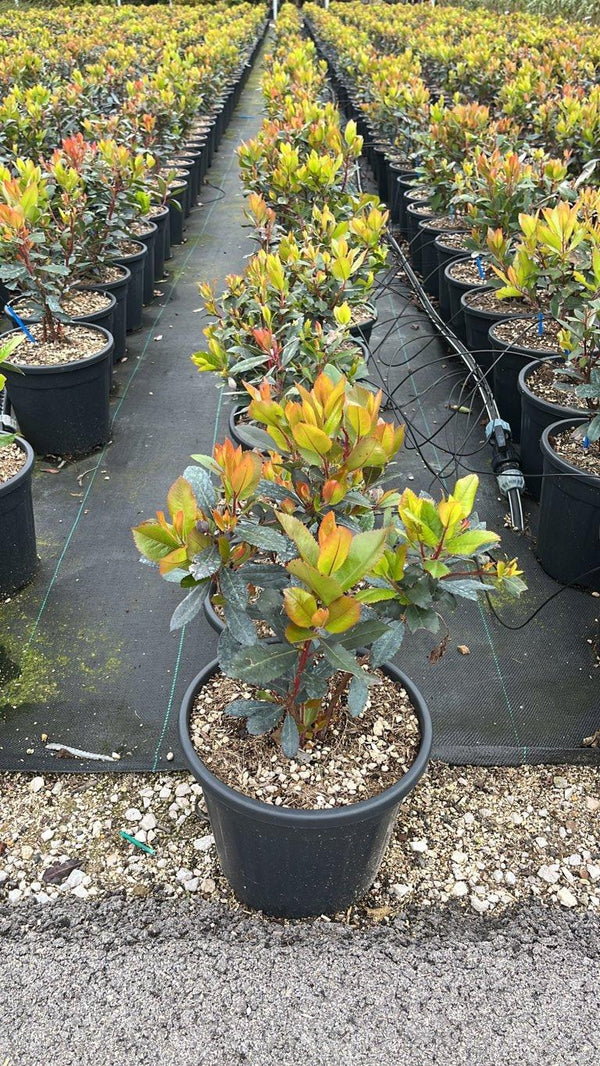 ARBUTUS UNEDO