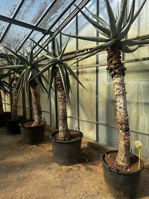 ALOE FEROX