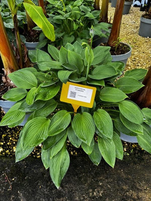 HOSTA ROYAL STANDARD
