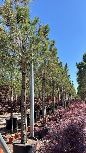 PINUS PINEA
