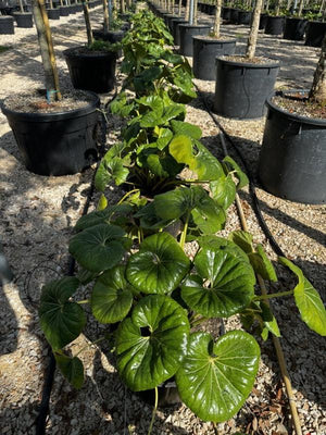 FARFUGIUM JAPONICUM