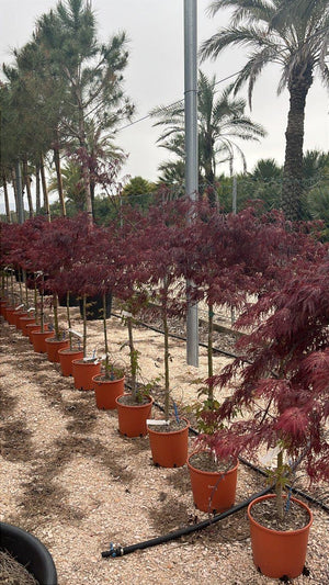 ACER DISSECTUM GARNET