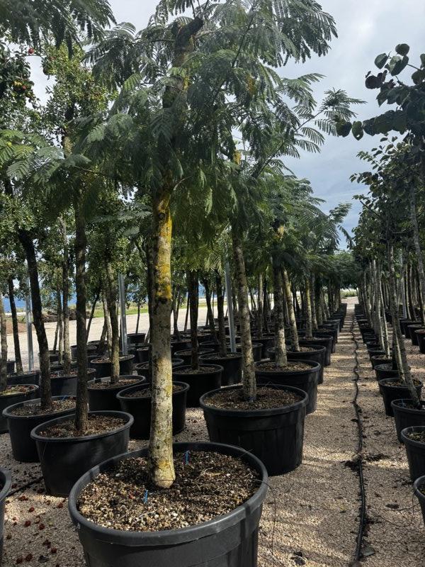ALBIZIA JULIBRISSIN