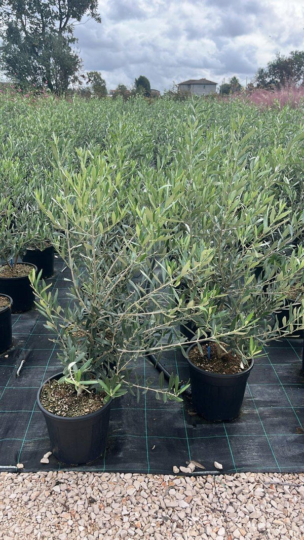 OLEA EUROPEA CIPRESSINO