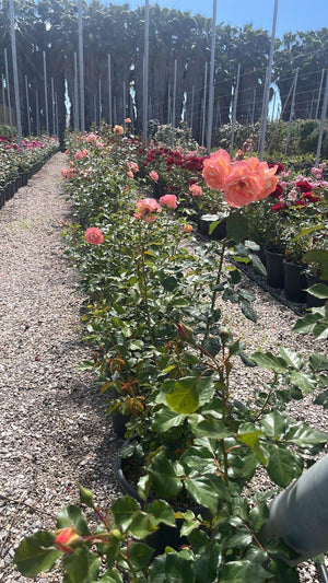 ROSA BONITA RENAISSANCE