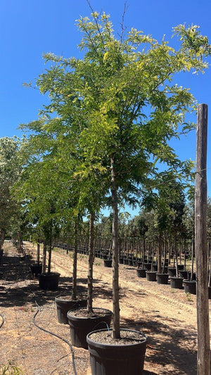 GLEDITSIA TRIACANTHOS SUNBURST