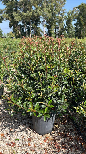 PHOTINIA X FRASERI COMPACTA