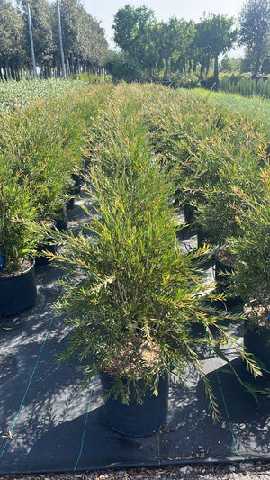CALLISTEMON LINEARIS