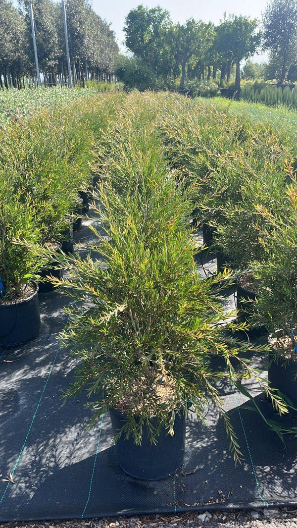 CALLISTEMON LINEARIS