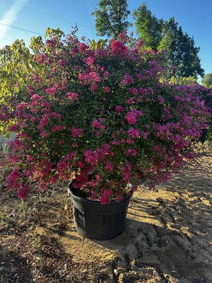 LAGERSTROEMIA INDICA NANA FUCSIA