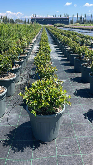 ABELIA X GRANDIFLORA COMPACTA Abelia