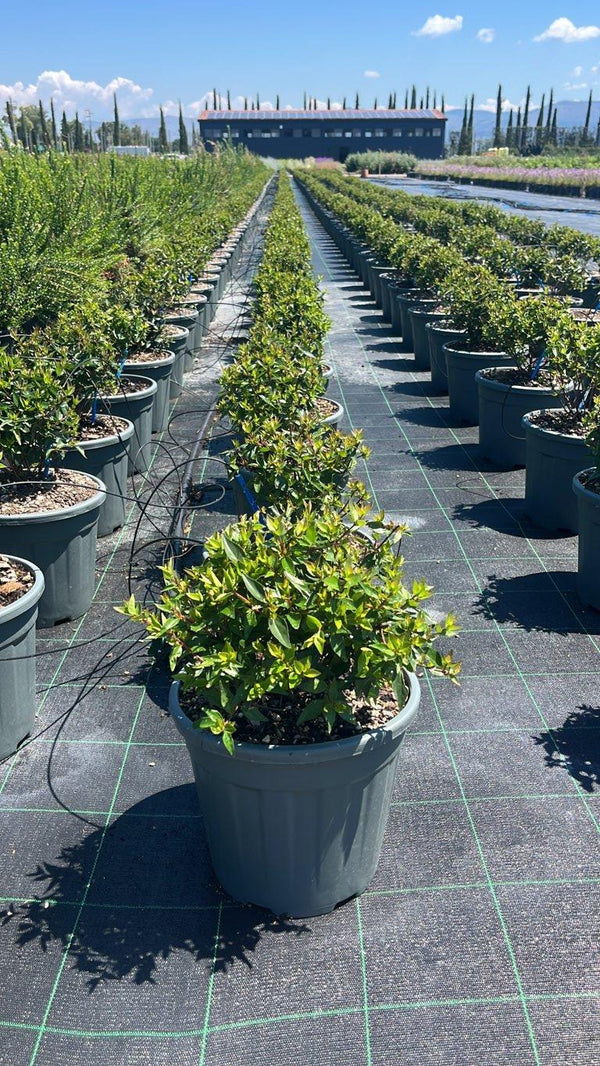 ABELIA X GRANDIFLORA COMPACTA Abelia