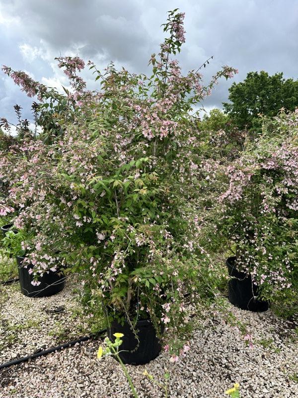 Abelia Edward Goucher — Cespuglio, altezza 175/200 cm, vaso 70 litri