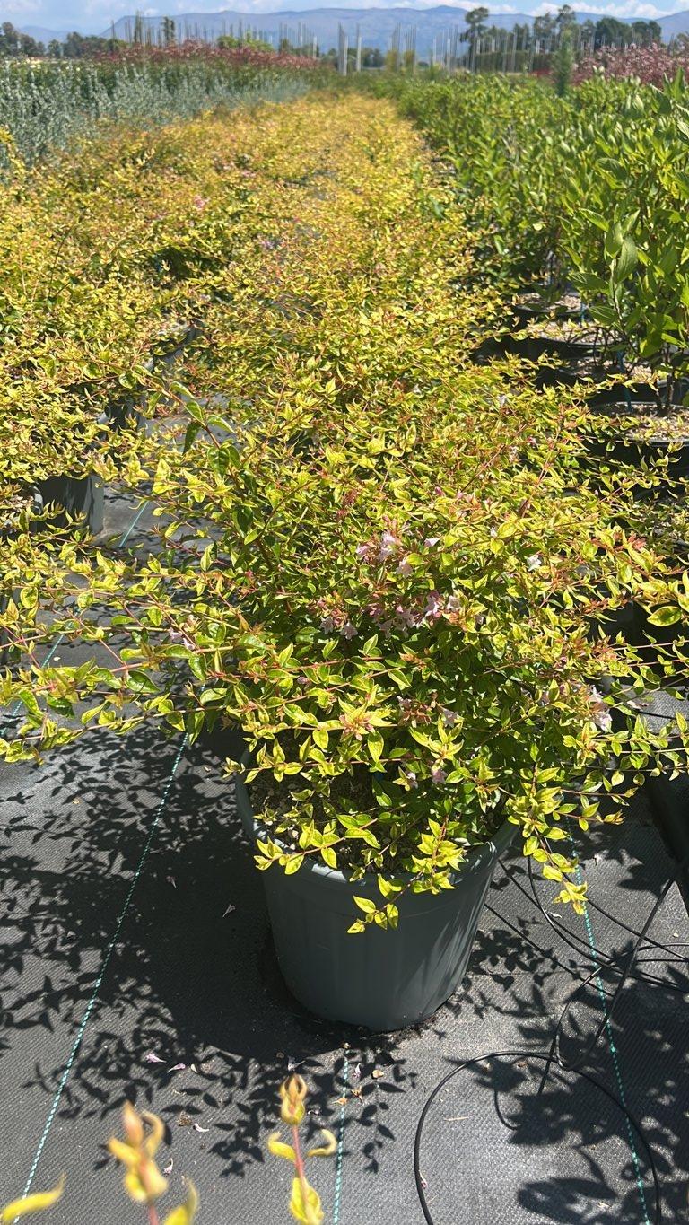 ABELIA X GRANDIFLORA EDWARD GOUCHER Abelia