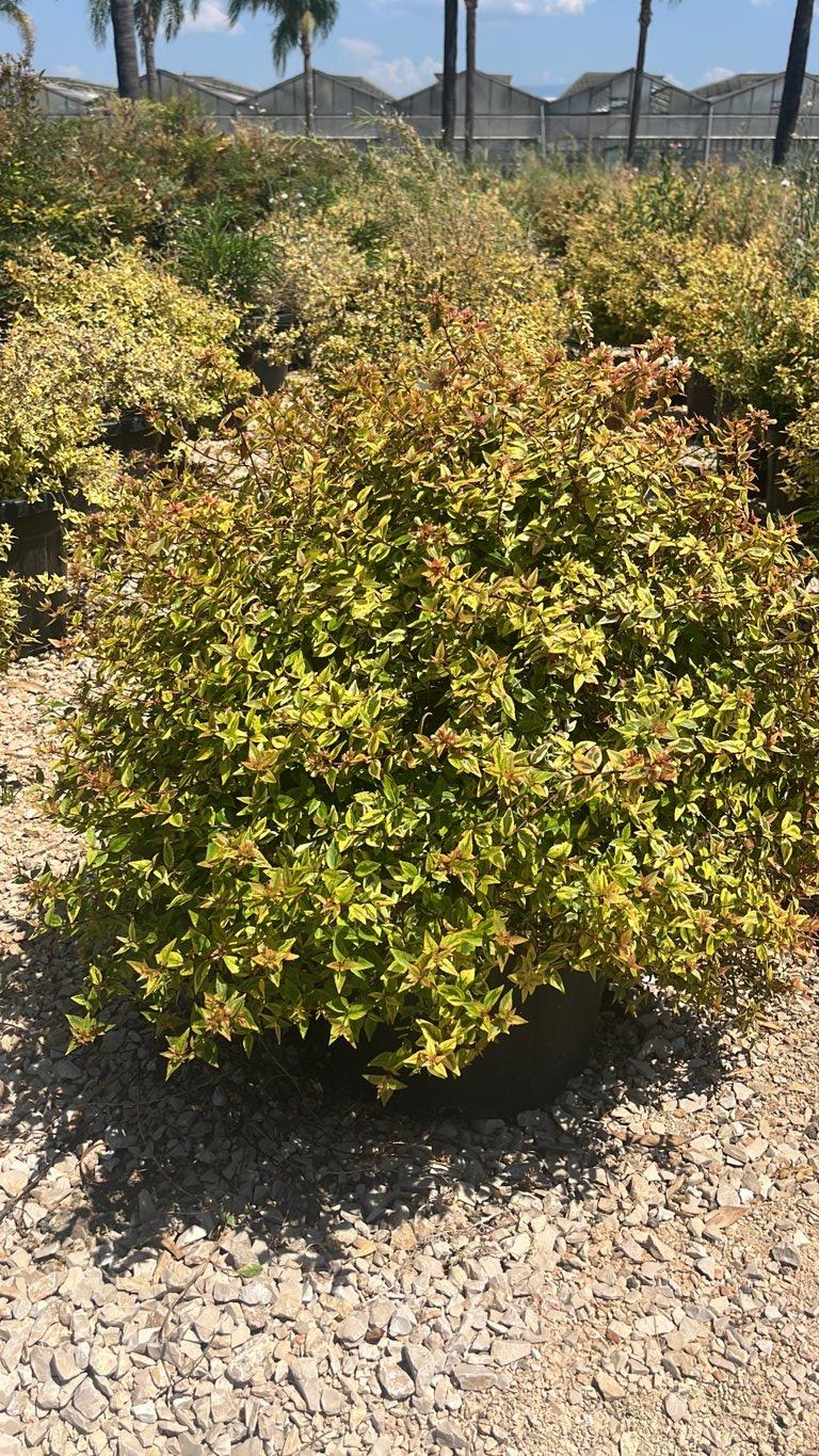 Abelia Kaleidoscope — Cespuglio, vaso 30 litri