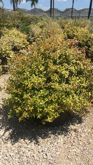 Abelia Kaleidoscope — Cespuglio, vaso 30 litri