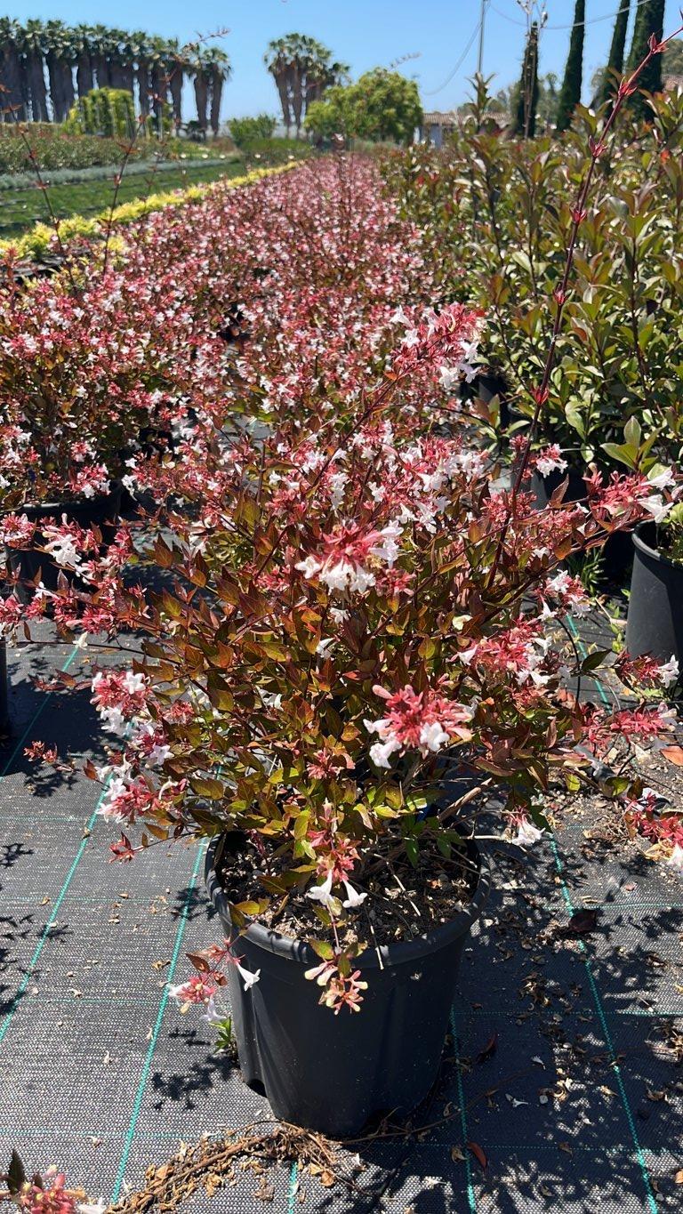 Abelia Semperflorens — Cespuglio, vaso 9 litri