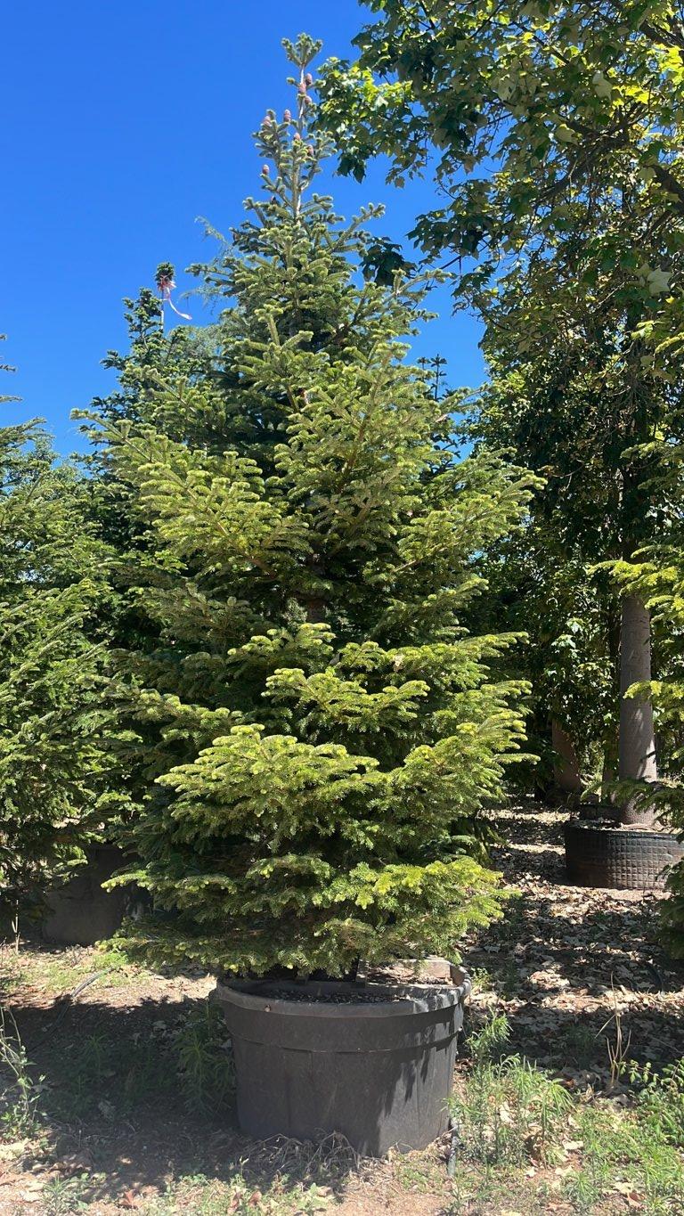 Abies Nordmanniana (Abete del Caucaso) — altezza 400/500 cm, vaso 500 litri