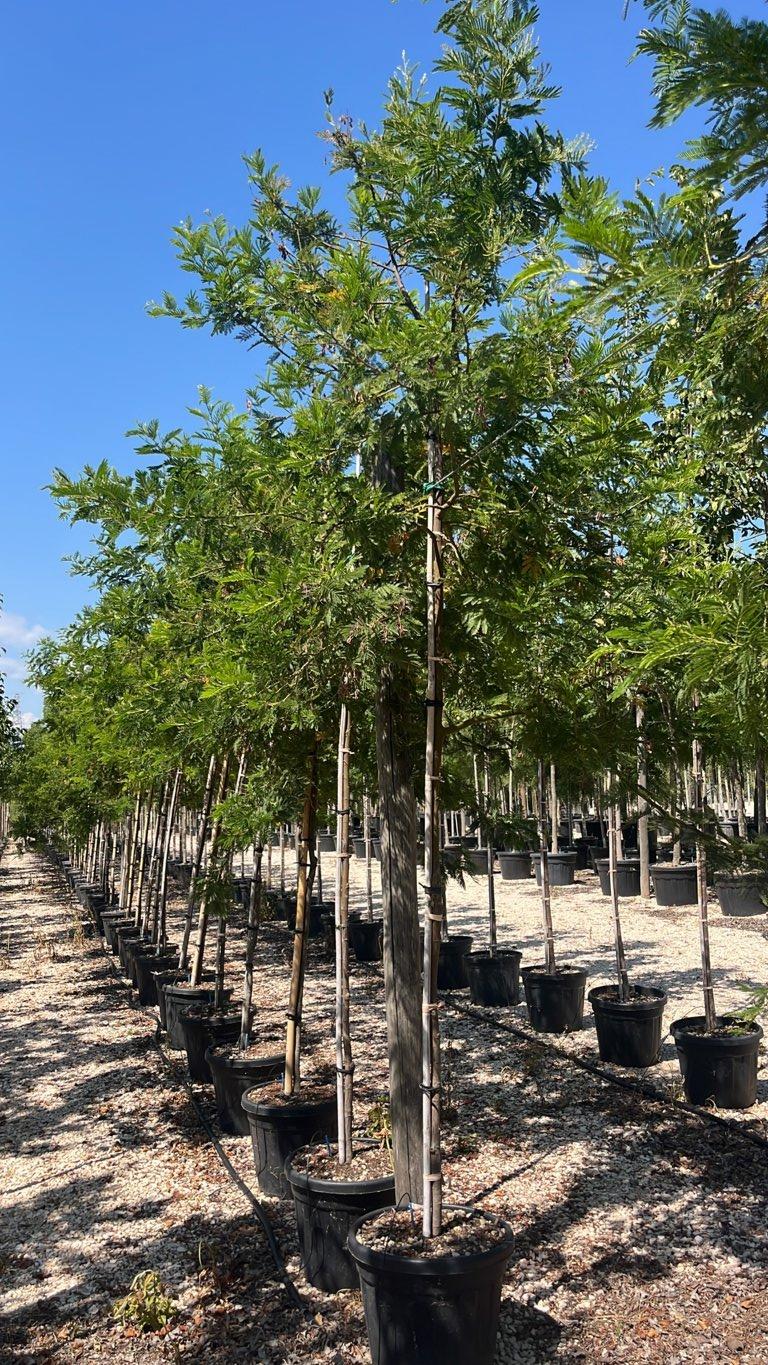 Acacia Dealbata (Mimosa) — Albero, circonferenza 8/10 cm, vaso 30 litri